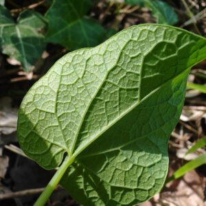 Nervures palmées de la feuille ronde de Aristoloche a feuilles rondes