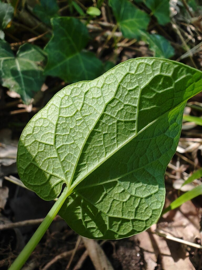 Nervures palmées de la feuille ronde de Aristoloche a feuilles rondes