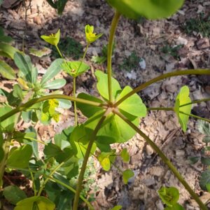 Ombelle de l'Euphorbe des bois Ombelle de l'Euphorbe des bois
