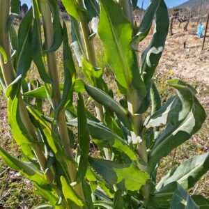Vue en gros plan sur la tige robuste et les longues feuilles vert vif de l'Isatis tinctoria (Pastel des teinturiers). La photo est prise de face dans un champ au soleil.