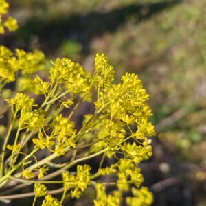 Gros plan très détaillé sur l'inflorescence de l'Isatis tinctoria (Pastel des teinturiers). On distingue de nombreuses petites fleurs jaunes et serrées en grappe.