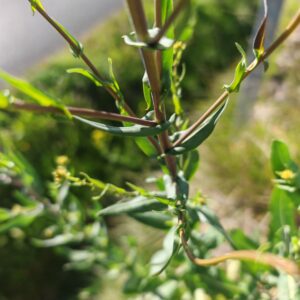 Vue rapprochée sur la tige de l'Isatis tinctoria (Pastel des teinturiers) montrant la ramification des branches latérales et l'attache des feuilles autour de la tige centrale.
