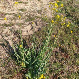 Une plante entière d'Isatis tinctoria (Pastel des teinturiers) en fleurs, dans un champ au sol sec et ensoleillé. La photo montre sa structure générale et ses grappes de fleurs jaunes.