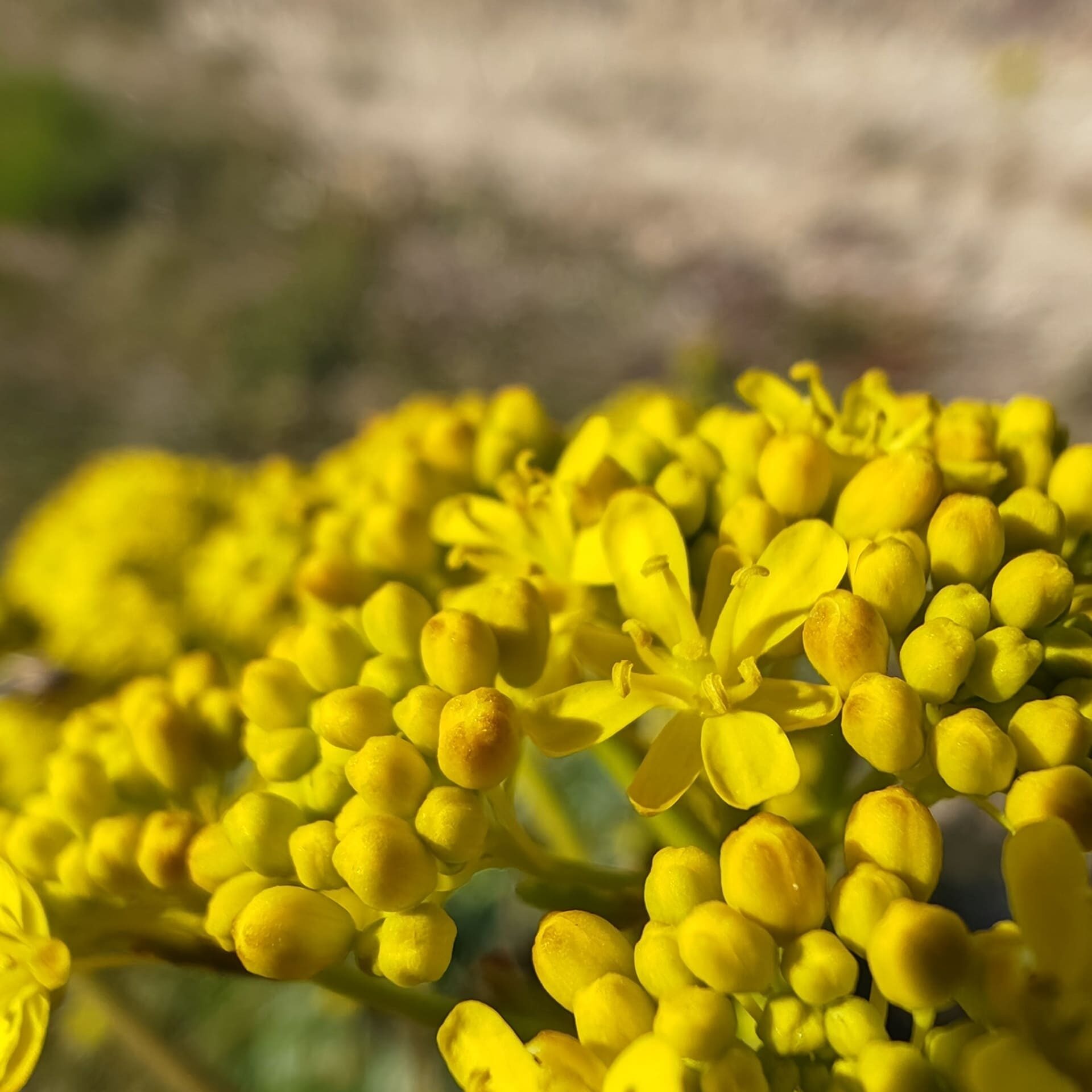 Photographie macro ultra détaillée d'une seule petite fleur jaune de l'Isatis tinctoria (Pastel des teinturiers). On voit clairement les pétales, les étamines et l'anthère.