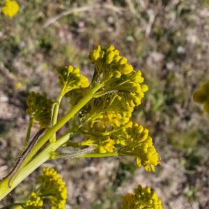 Vue rapprochée sur la tige de l'Isatis tinctoria (Pastel des teinturiers) montrant des grappes de petits boutons floraux.
