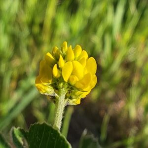 Petite fleurs de la Luzerne lupuline