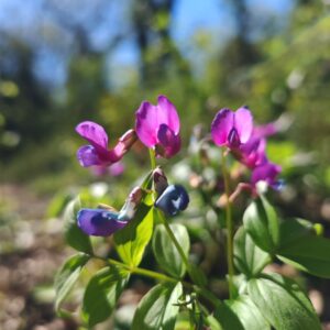 Plante entière de Gesse de printemps