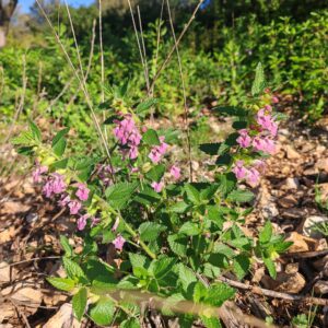 Plante entière de Mélitte à feuilles de mélisse en sous bois