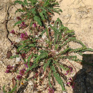 Plante entière de l'Astragale de Montpellier