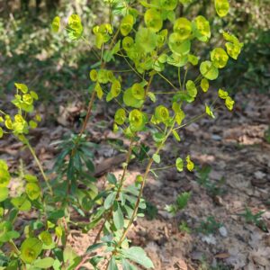 Plante entière de l'Euphorbe des bois Plante entière de l'Euphorbe des bois