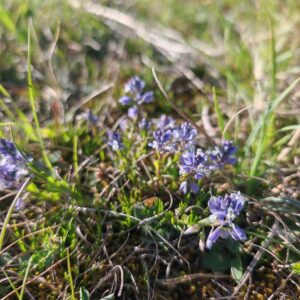 Polygala calcarea, Polygale du calcaire en fleurs bleues et blanches, fleur sauvage calcicole