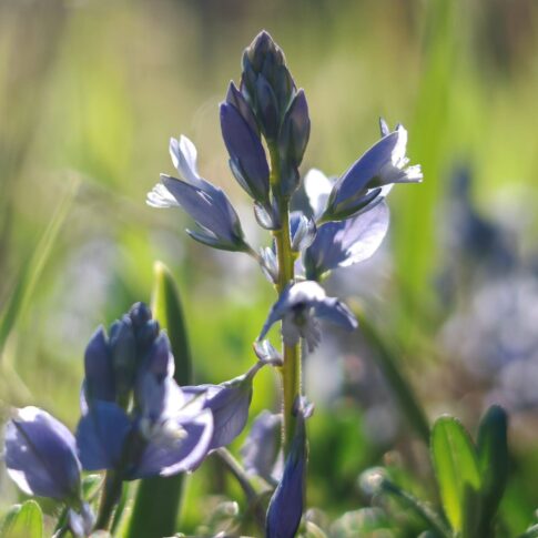 Polygala calcarea en bouton, détail floral de la Polygale du calcaire sur sol calcaire