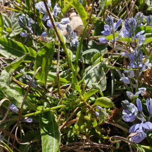 Polygala calcarea en milieu naturel, vue d’ensemble avec végétation calcaire