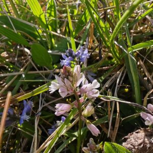 Polygala calcarea rose et bleue, variation colorée de la Polygale du calcaire