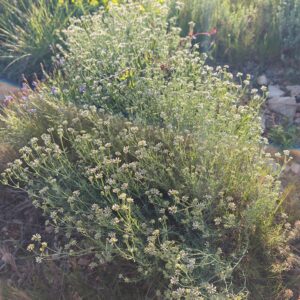 Port buissonnant de la Badasse Lotus dorycnium en garrigue