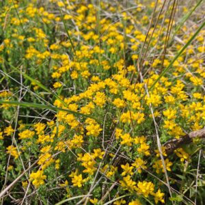 Port en coussin épineux du Genêt d'Espagne Genista hispanica