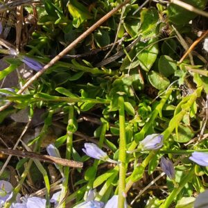 Port rampant et feuilles de Polygala calcarea, détail botanique de la Polygale du calcaire
