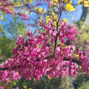 Rameau fleurie de l'Arbre de Judée