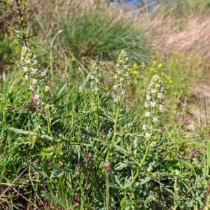 Reseda de Jacquin Reseda jacquinii plante dans les Cévennes siliceuses