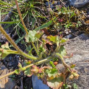 Rosette de feuilles basales d'une Saxifrage granulée poussant entre les rochers
