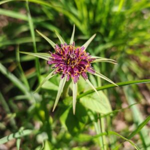 Salsifis à feuilles de poireau - Fleurs