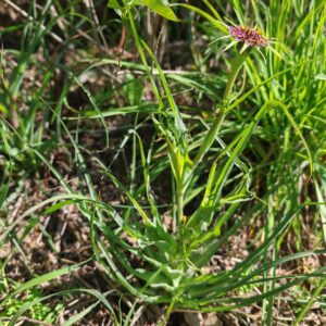 Salsifis à feuilles de poireau - Plante entière