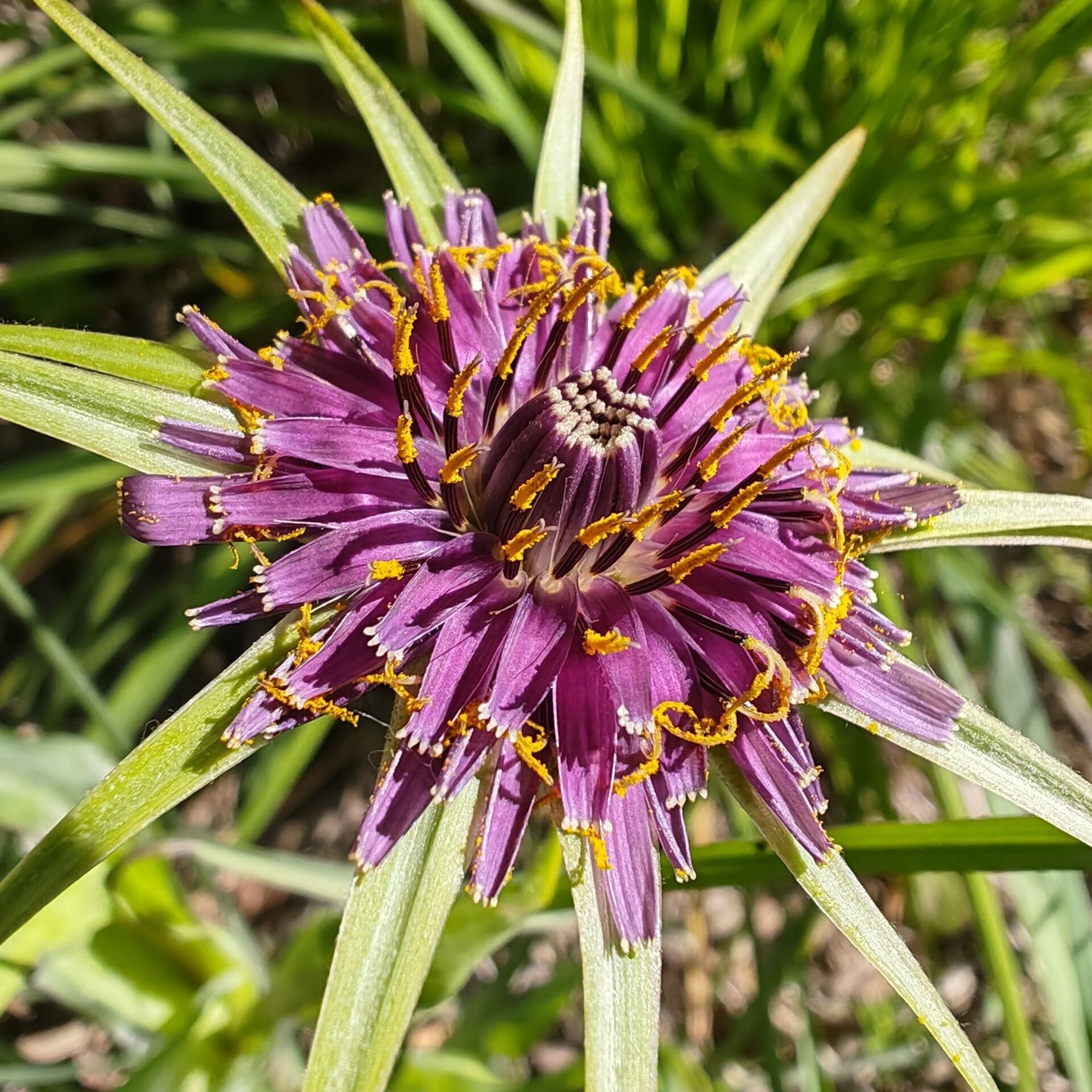 Capitule de Salsifis à feuilles de poireau violette en gros plan avec ses bractées vertes stellaires.