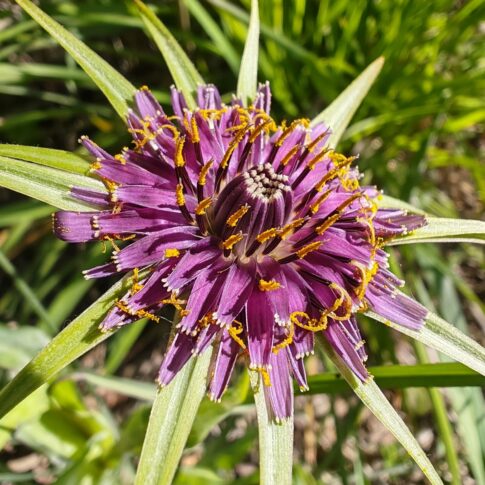 Capitule de Salsifis à feuilles de poireau violette en gros plan avec ses bractées vertes stellaires.