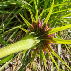 Détail du réceptacle floral et des bractées en étoile d'un Salsifis à feuilles de poireau