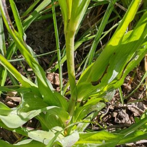 Salsifis à feuilles de poireau - Feuilles
