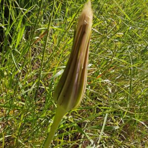 Salsifis à feuilles de poireau