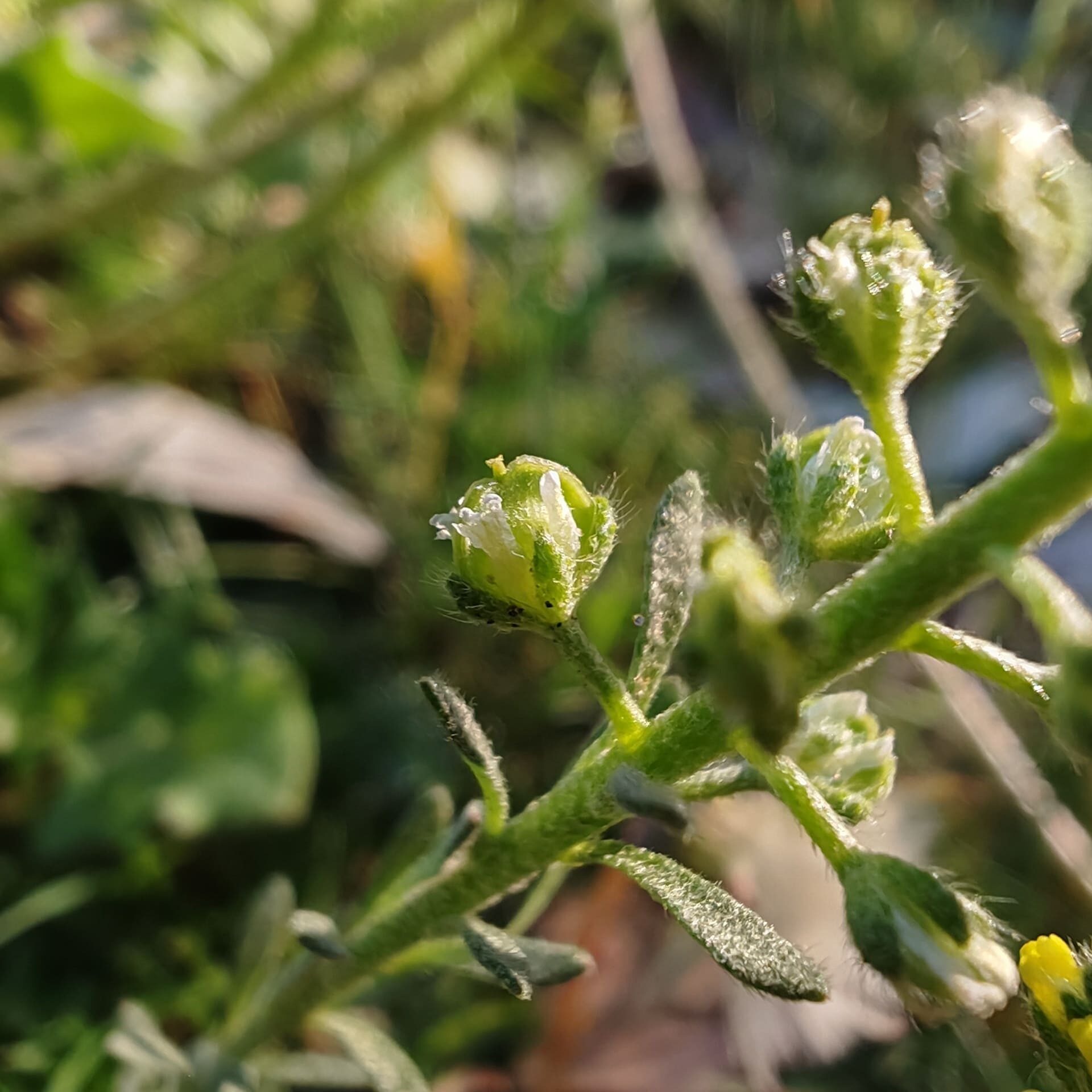 Sépales de l'Alysson à calices persistants Sépales de l'Alysson à calices persistants