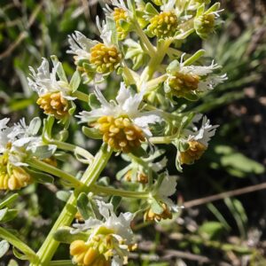 Sommet fleuri Reseda de Jacquin boutons floraux et étamines orangées