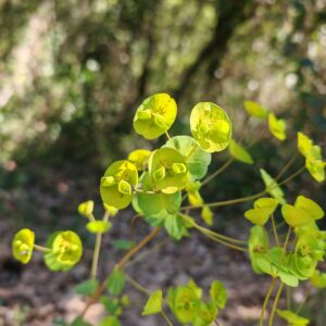 Sommité fleurie de l'Euphorbe des bois Sommité fleurie de l'Euphorbe des bois