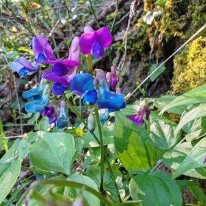 Sommité fleurie de la Gesse de printemps