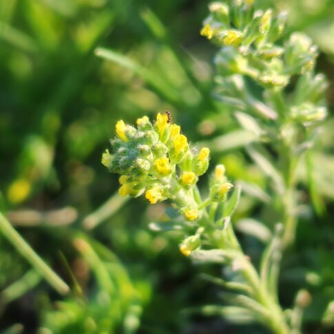Sommités fleuries de l'Alysson à calices persistants
