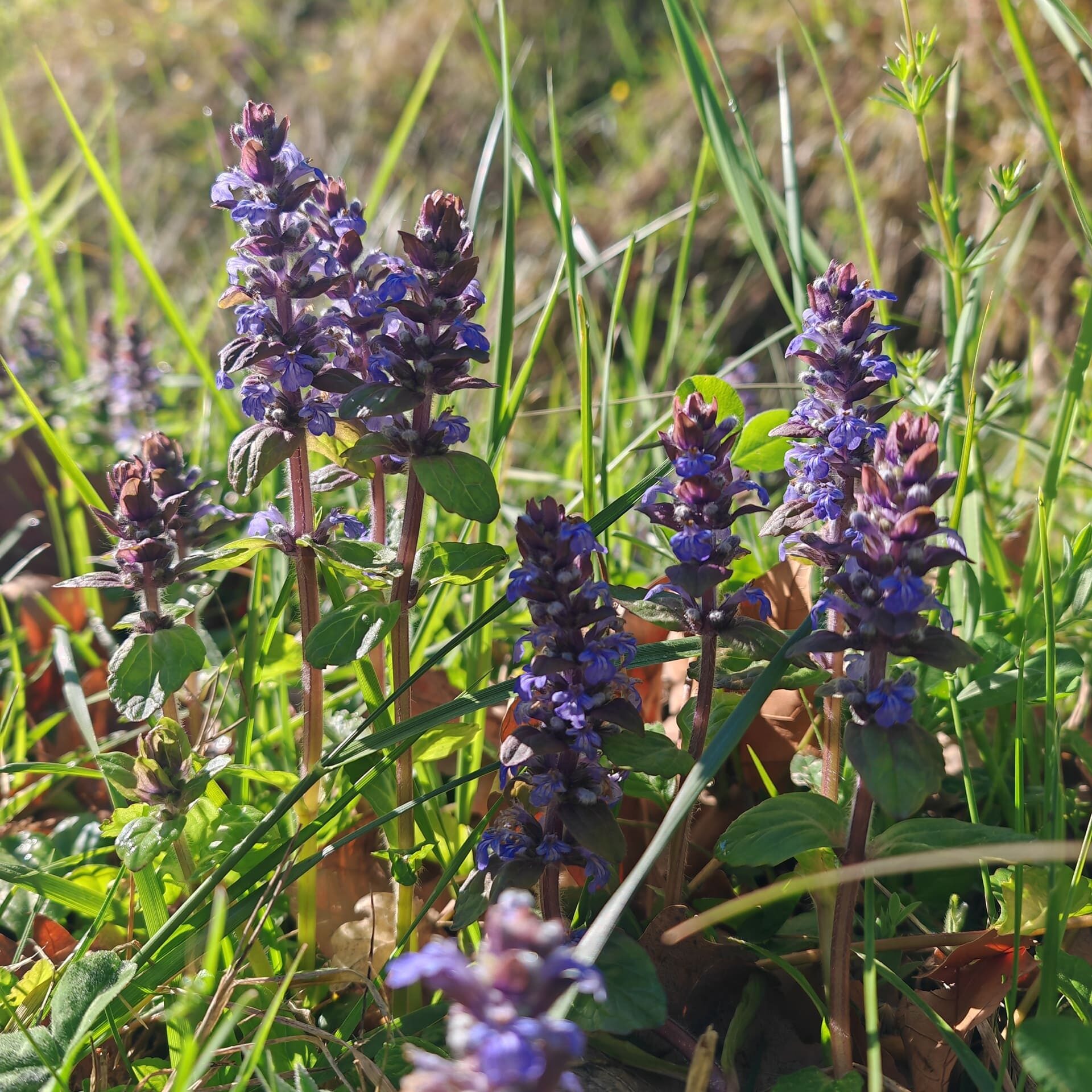 Station de Bugle rampante