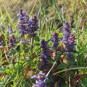 Station de Bugle rampante Station de Bugle rampante