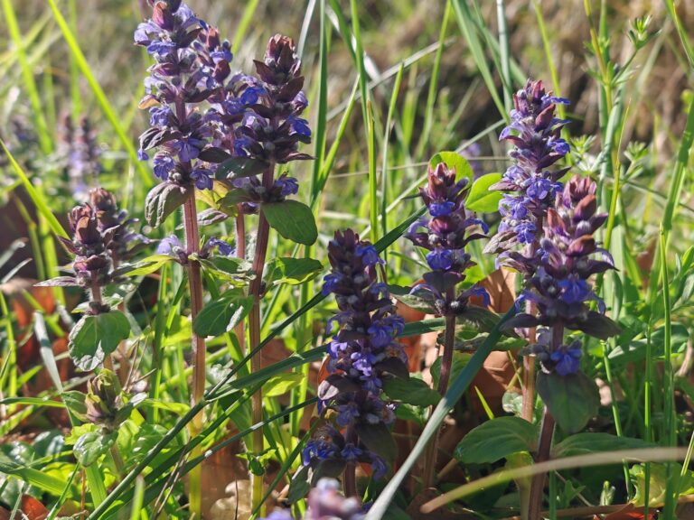Bugle rampante