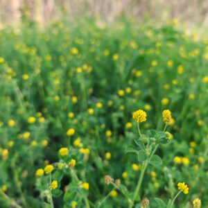 Station de Luzerne lupuline