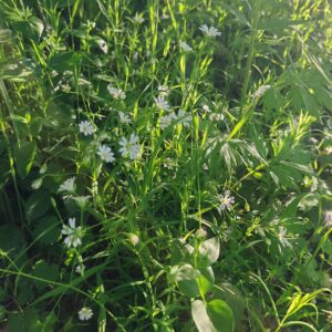 Station de Stellaria holostea en floraison dans une prairie printanière