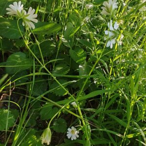 Tige Stellaire holostée