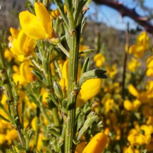 Tige et fleurs de Cytisus oromediterraneus, Genêt purgatif en pleine floraison