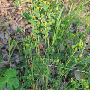 Tiges de la Luzerne lupuline