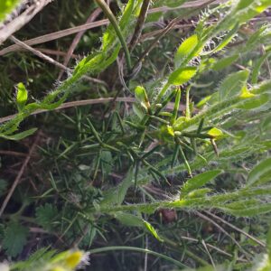 Tiges épineuses et feuilles du Genêt d'Espagne