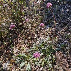 Valériane tubéreuse - Plante entière Valériane tubéreuse en fleurs dans son habitat naturel rocailleux sous le soleil.