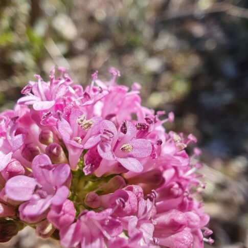 Détail des petites fleurs roses de la Valériane tubéreuse, zoom sur les anthères et corolles.