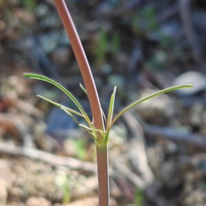 Valériane tubéreuse - Tige Valériane tubéreuse - Tige