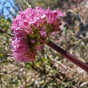 Valériane tubéreuse - inflorescence rose pâle en ombelle Spécimen de Valeriana tuberosa avec sa tige érigée et son inflorescence rose pâle en ombelle.