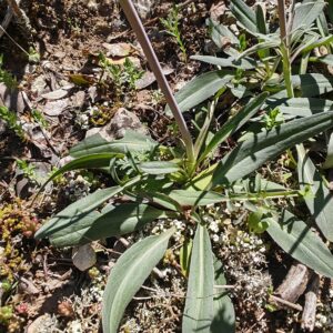 Valériane tubéreuse - Feuilles Base de la tige et feuilles de Valeriana tuberosa